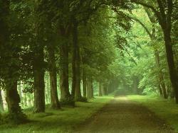 Way through the Trees